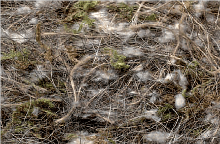 Animal, Vegetable and Moss - Mixed Nesting Material - Sisal Fibre - Breeding Supplies