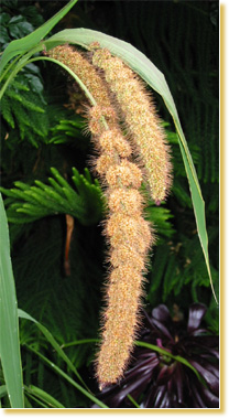California Golden Spray Millet-Lady Gouldian Finch Supplies USA-Glamorous Gouldians