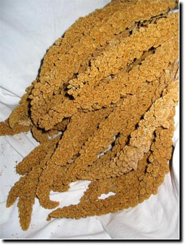 California Golden Spray Millet - 5lb Box-Lady Gouldian Finch Supplies USA-Glamorous Gouldians